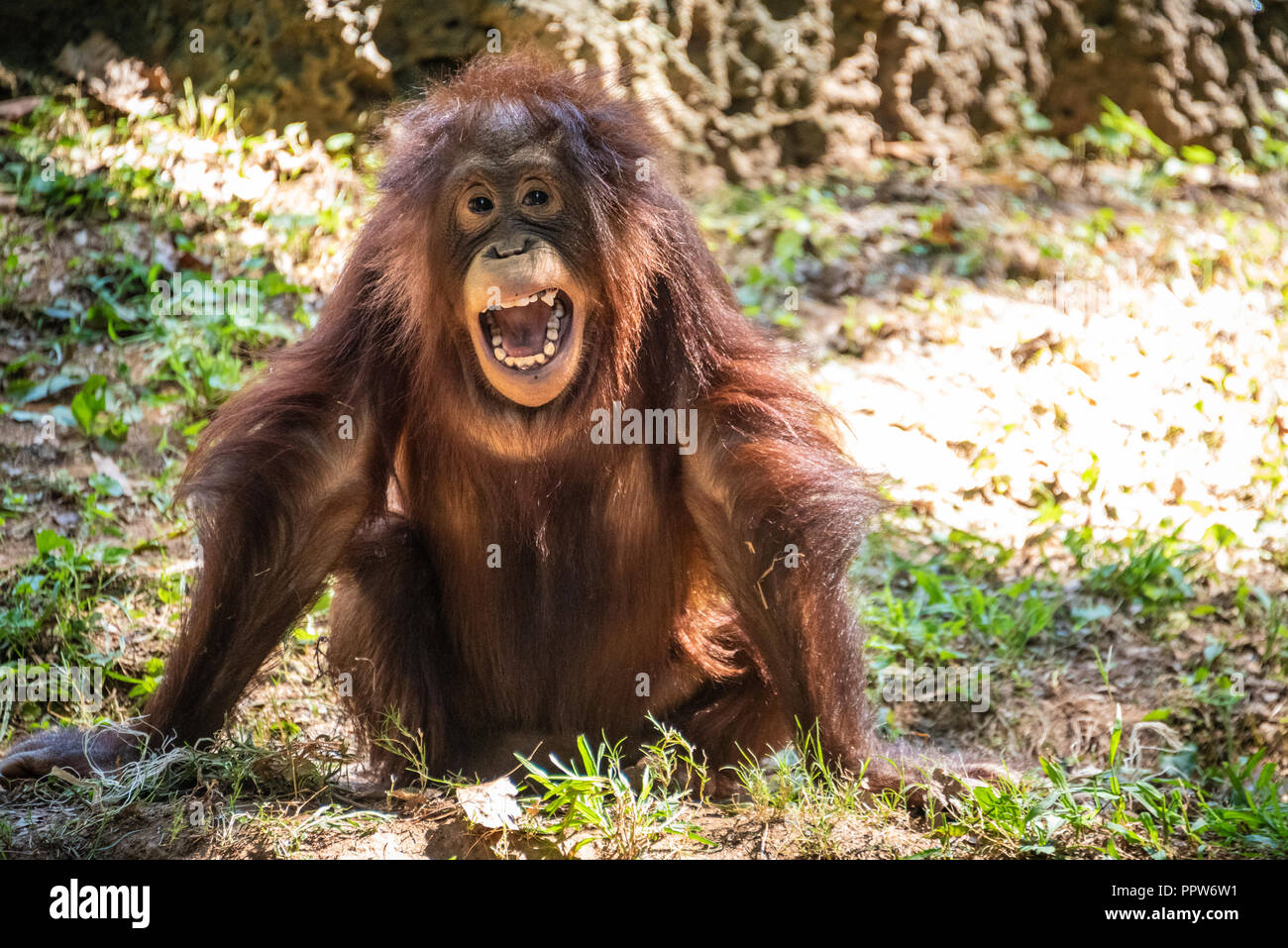 Young Bornean orangutan (Pongo pygmaeus) at Zoo Atlanta near downtown Atlanta, Georgia. (USA) Stock Photo