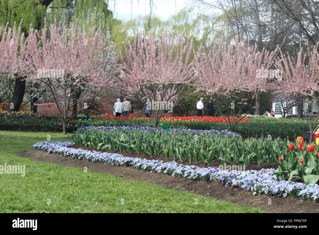 Prunus or cherry trees flowering at Tulip Top gardens in springtime