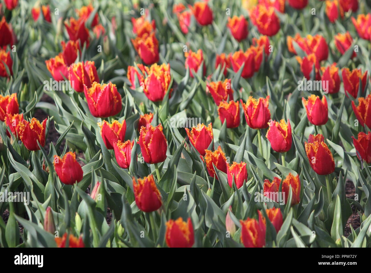 Fire / flame tulips flowering on sunny spring day at Tulip Top Garden, NSW, Australia Stock Photo