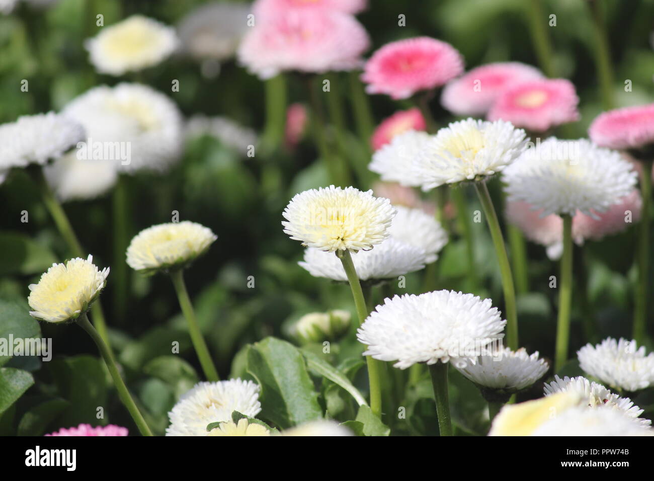 English daisy 'pomponettes' at Tulip Top Gardens, NSW, Australia Stock Photo