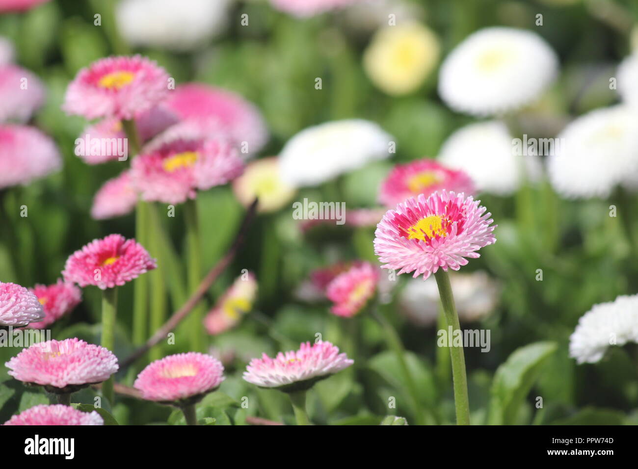 English daisy 'pomponettes' at Tulip Top Gardens, NSW, Australia Stock Photo
