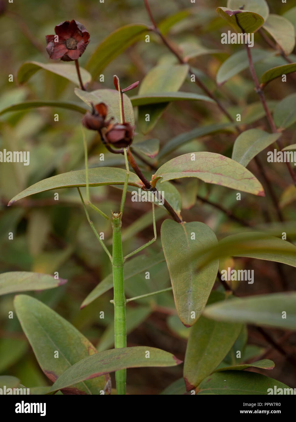 Phasmida in a shrub, he lost his left back leg. Stock Photo