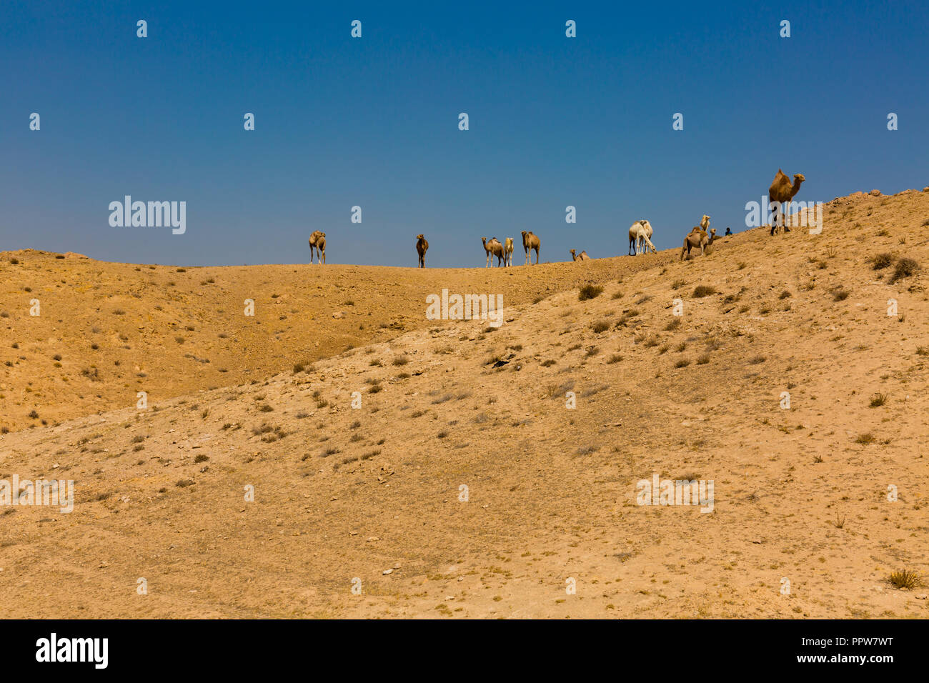 A herd of camels dromedarys in the desert negev in the south of Israel Stock Photo