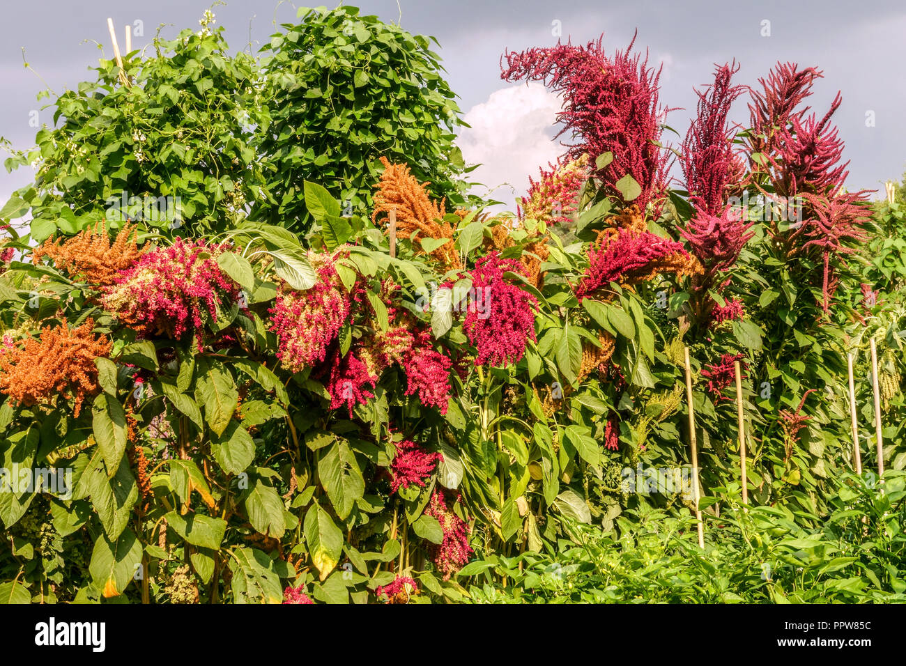 Grain Amaranth, Amaranthus cruentus growing in vegetable garden Stock Photo