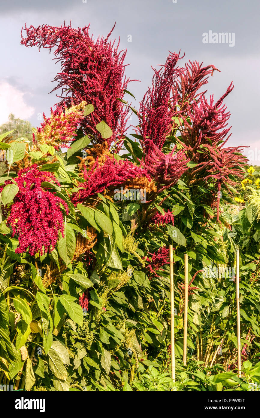 Amaranthus cruentus hires stock photography and images Alamy
