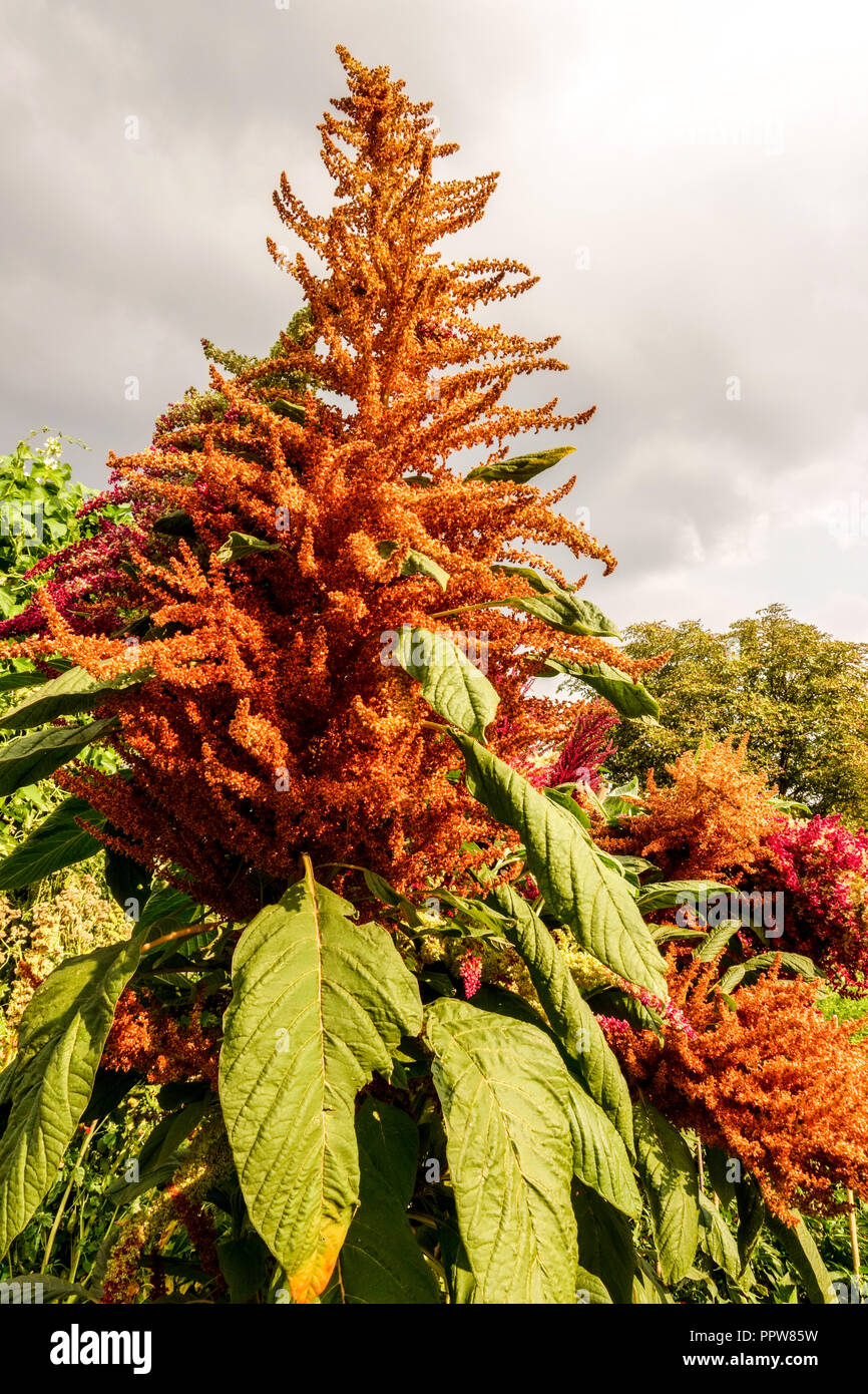 Grain Amaranth, Amaranthus cruentus growing in vegetable garden Stock Photo