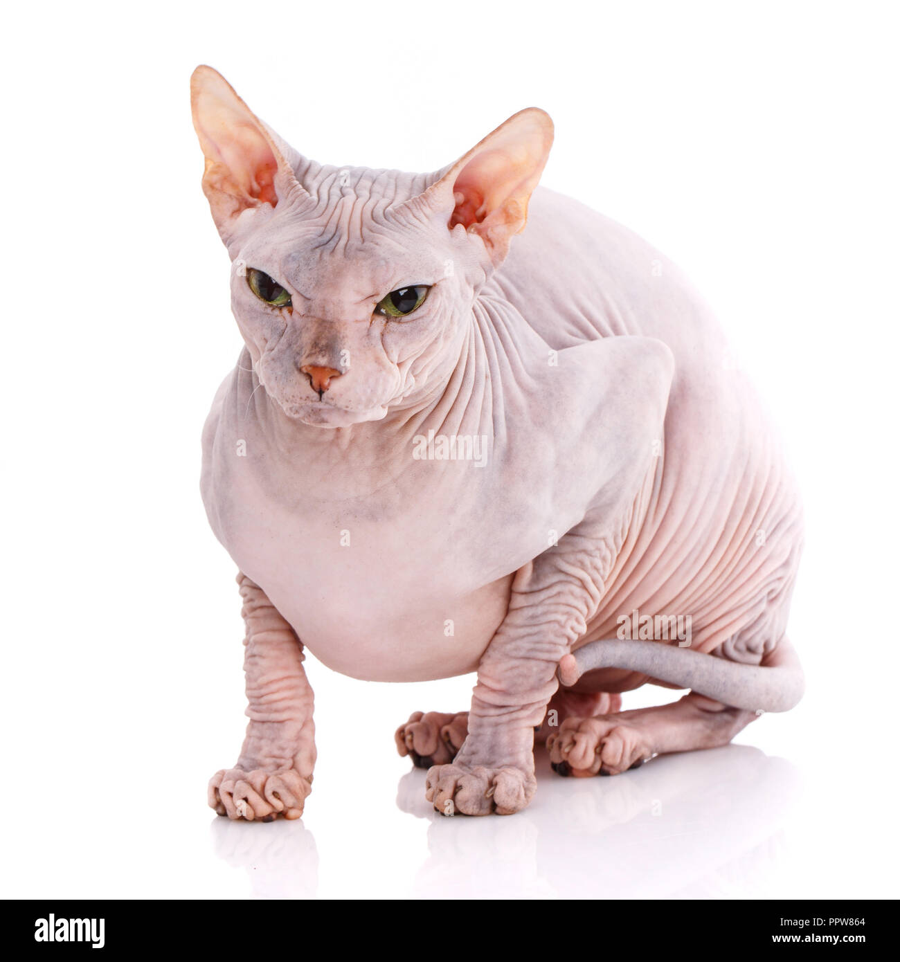 Bald cat. Cat of breed sphinx. Naked cat. A kitten