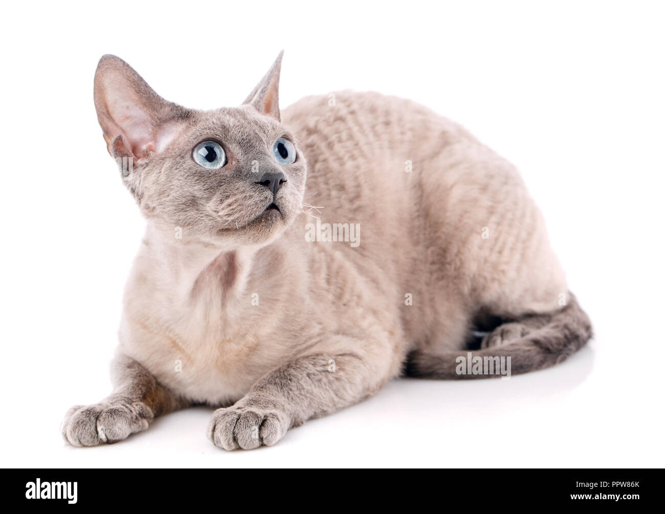 Lying devon rex cat. looking away. isolated on white background Stock Photo