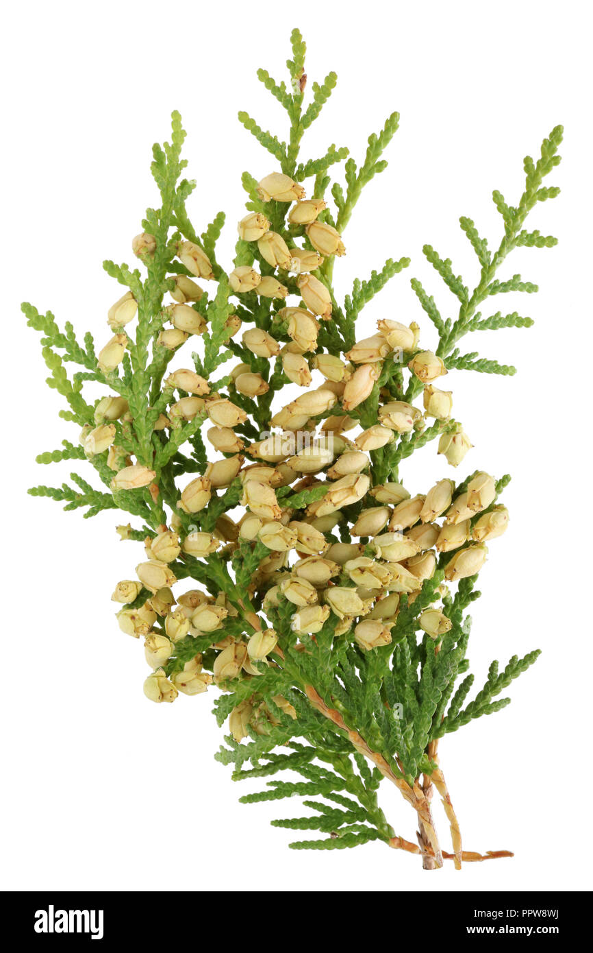 A branch of a thuja  tree with young yellow yellow cones. Isolated on white studio macro concept Stock Photo