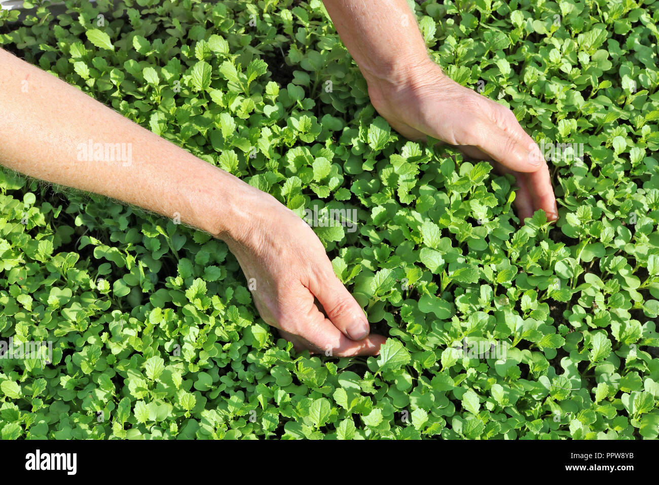 Green fresh mustard grass hi-res stock photography and images - Alamy