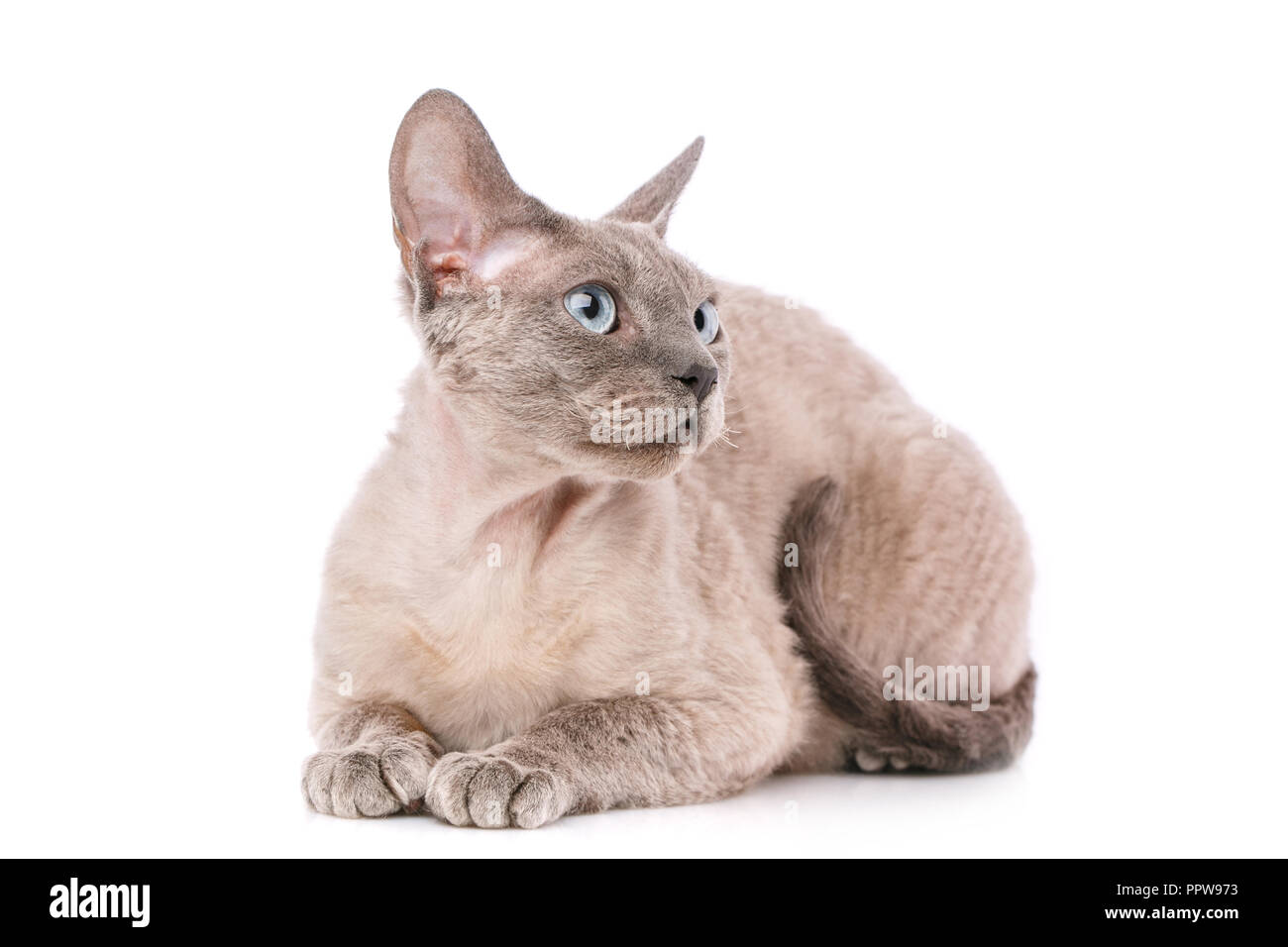 Devon Rex. Portrait on a white background Stock Photo - Alamy