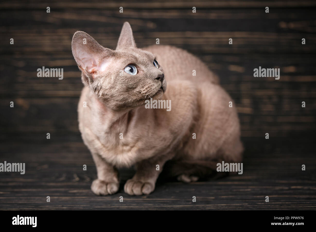 Lying devon rex cat. looking away on dark background Stock Photo