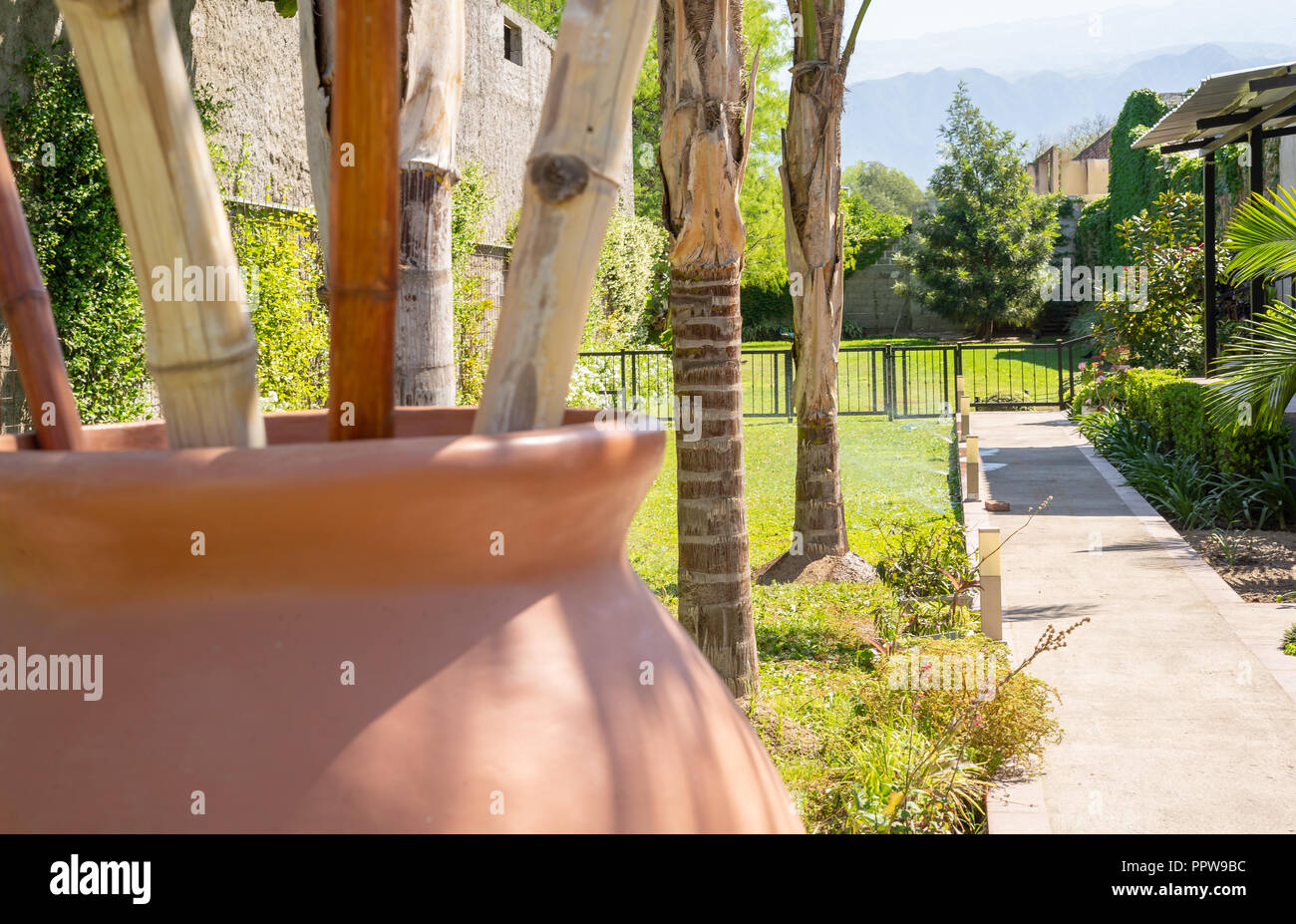 garden with green plants under palm trees Stock Photo Alamy
