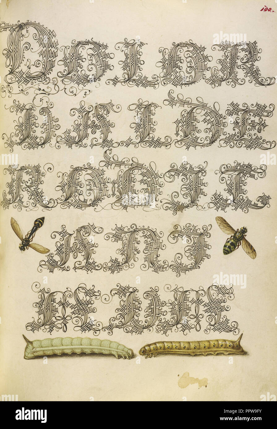 Potter Wasp, Hover Fly, and Caterpillars; Joris Hoefnagel, Flemish , Hungarian, 1542 - 1600, and Georg Bocskay, Hungarian Stock Photo