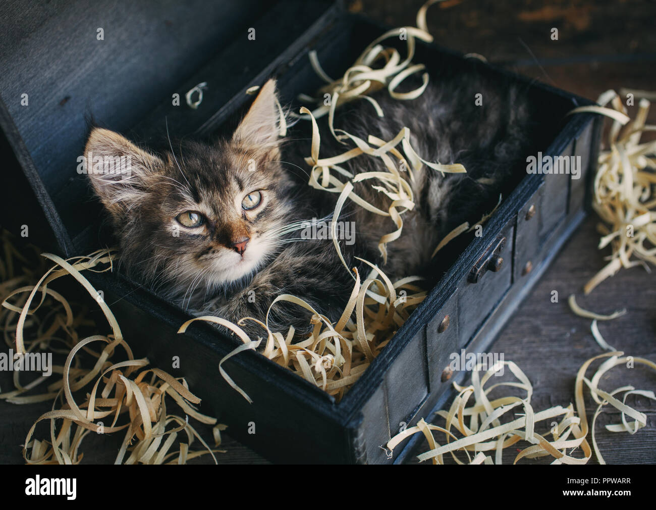 A small, fluffy kitten lying in a box. Stock Photo