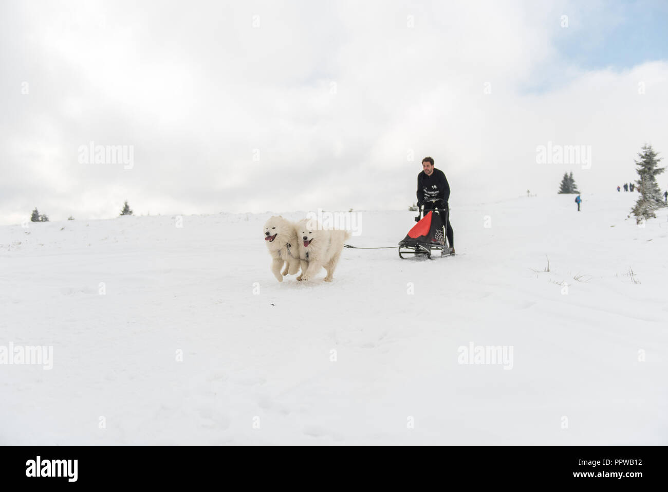 BELIS, ROMANIA - FEBRUARY 17, 2018: Musher racing at a public dog sled race show with samoyed dogs in the Transylvanian mountains Stock Photo