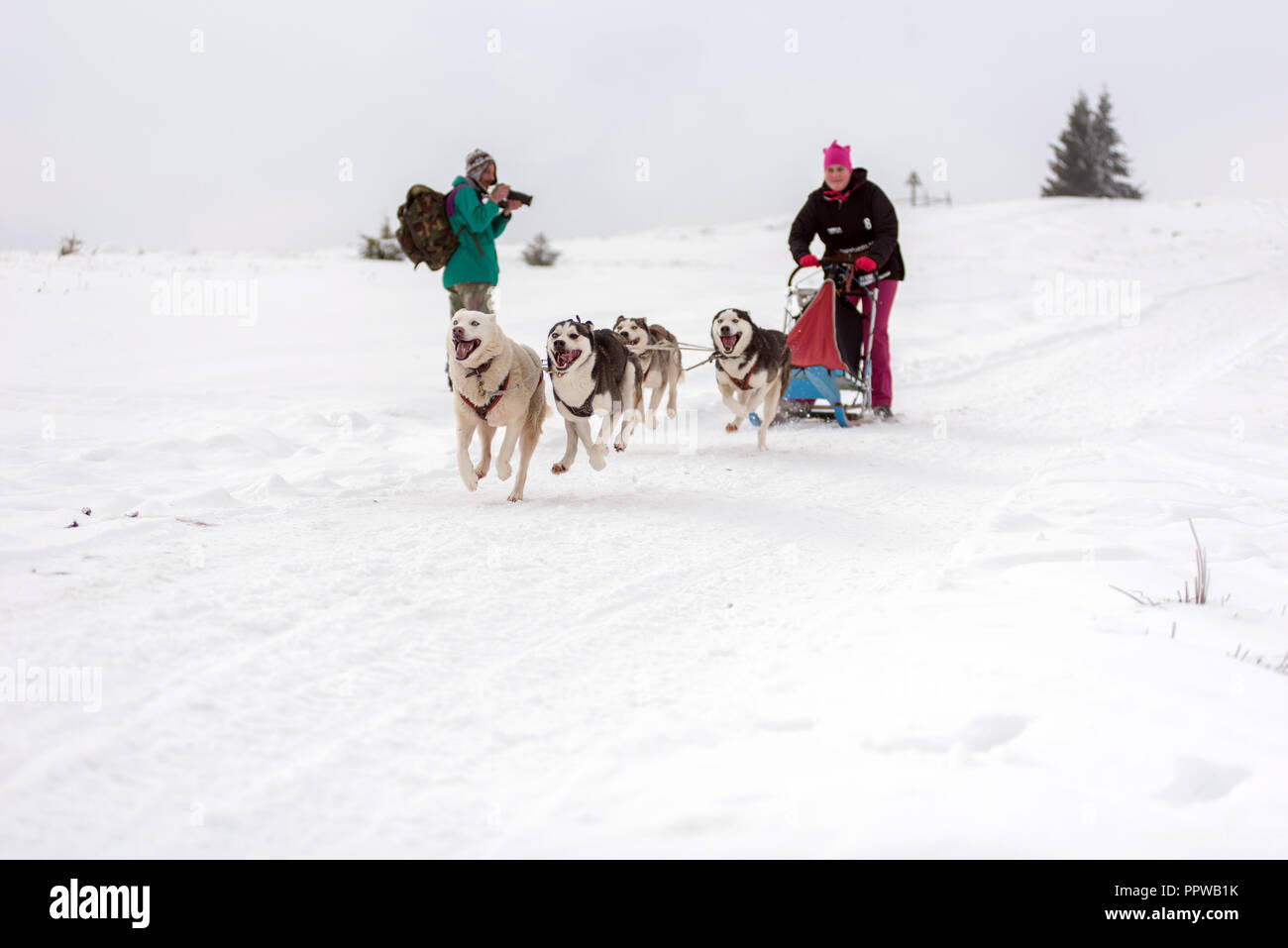 BELIS, ROMANIA - FEBRUARY 17, 2018: Musher racing at a public dog sled race show with husky dogs in the Transylvanian mountains Stock Photo