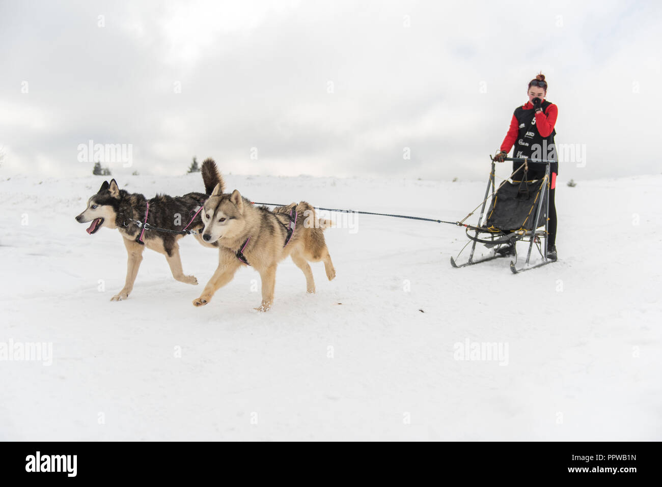 BELIS, ROMANIA - FEBRUARY 17, 2018: Musher racing at a public dog sled race show with husky dogs in the Transylvanian mountains Stock Photo
