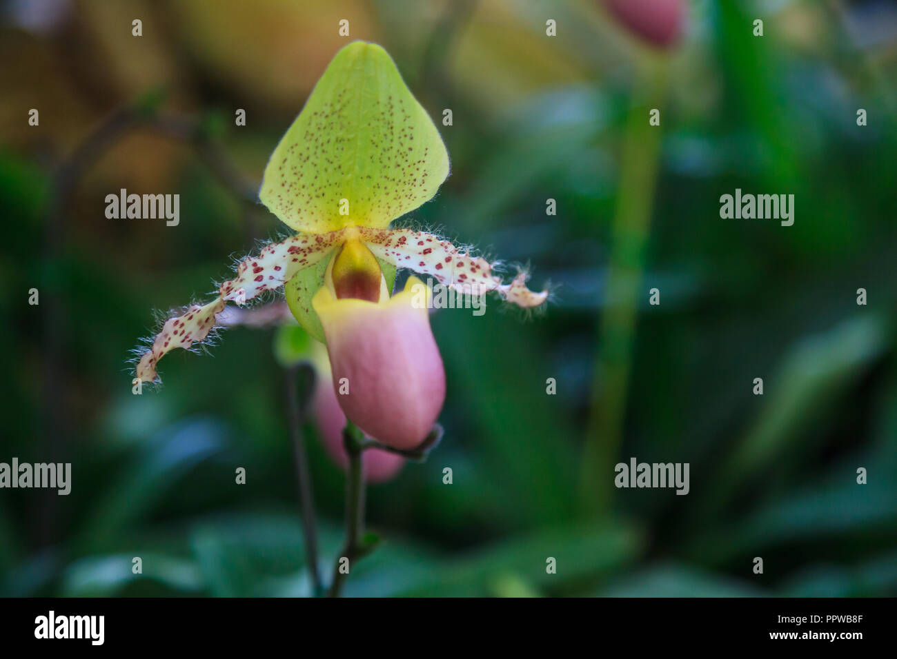 Flowers: Lady's slipper, lady slipper or slipper orchid Paphiopedilum, Paphiopedilum sukhakulii. The slipper-shaped lip of the flower serves as a trap Stock Photo
