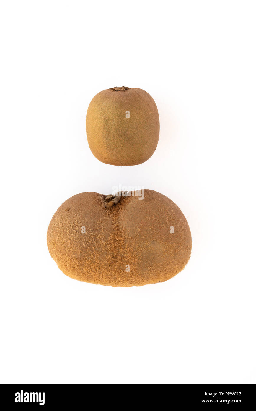 Kiwi fruits large (199g) and small (about 70g each). Stock Photo