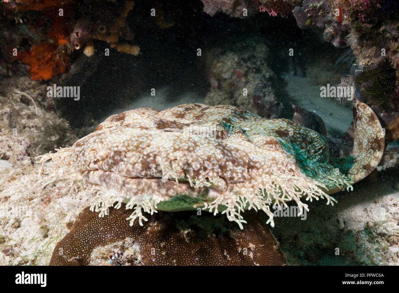 Tasselled Wobbegong, Eucrossorhinus dasypogon, Raja Ampat, West Papua, Indonesia Stock Photo