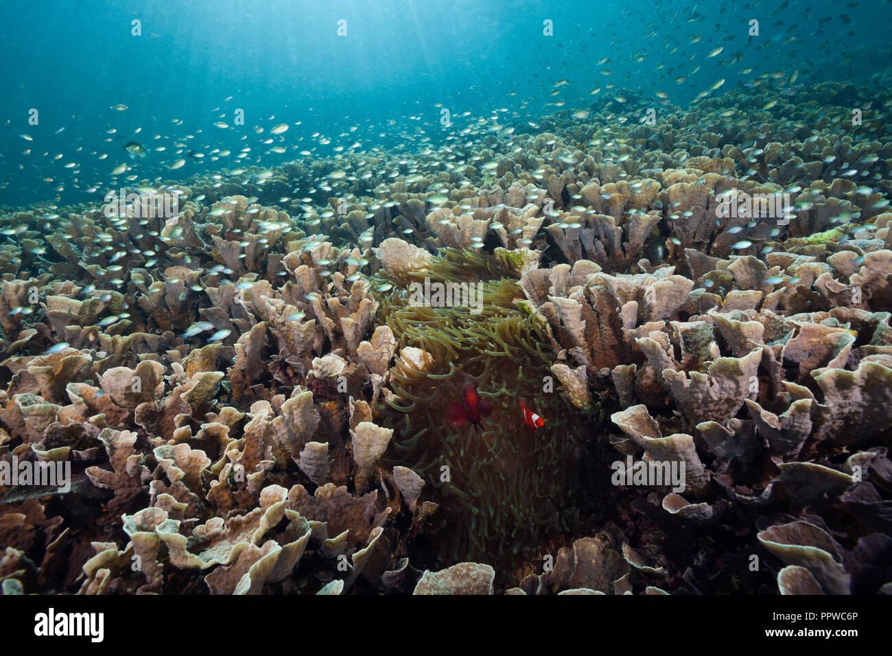 Hard Coral Colony, Echinopora pacificus, Raja Ampat, West Papua, Indonesia Stock Photo