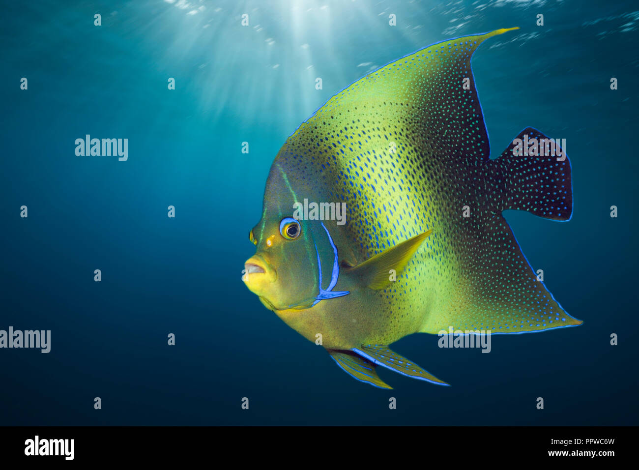 Semicircle Angelfish, Pomacanthus semicirculatus, Christmas Island, Australia Stock Photo