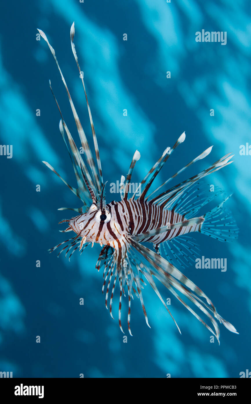 Indian Lionfish, Pterois miles, Brother Islands, Red Sea, Egypt Stock Photo