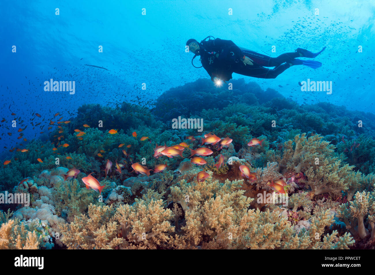 Scuba Diver and Lyretail Anthias, Pseudanthias squamipinnis, Brother Islands, Red Sea, Egypt Stock Photo