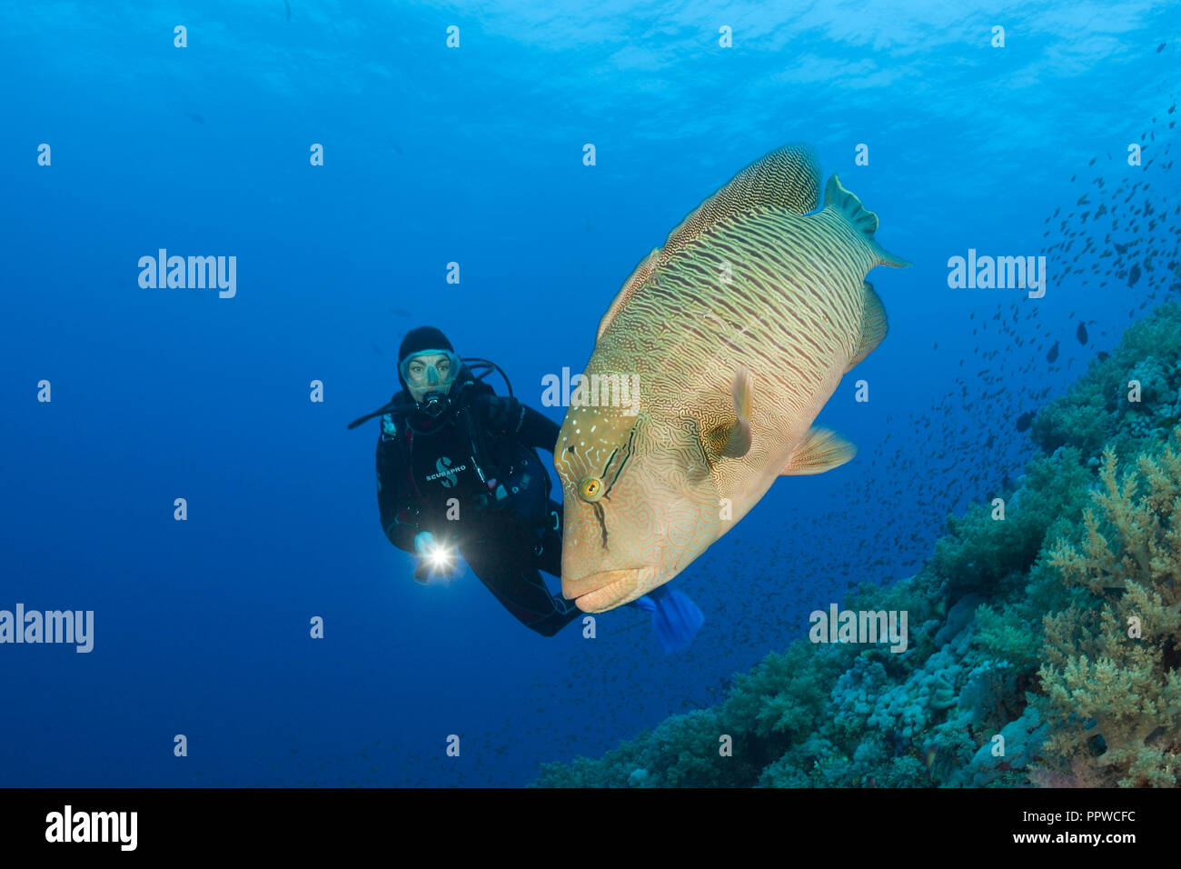Scuba Diver and Napoleon Wrasse, Cheilinus undulatus, Brother Islands, Red Sea, Egypt Stock Photo