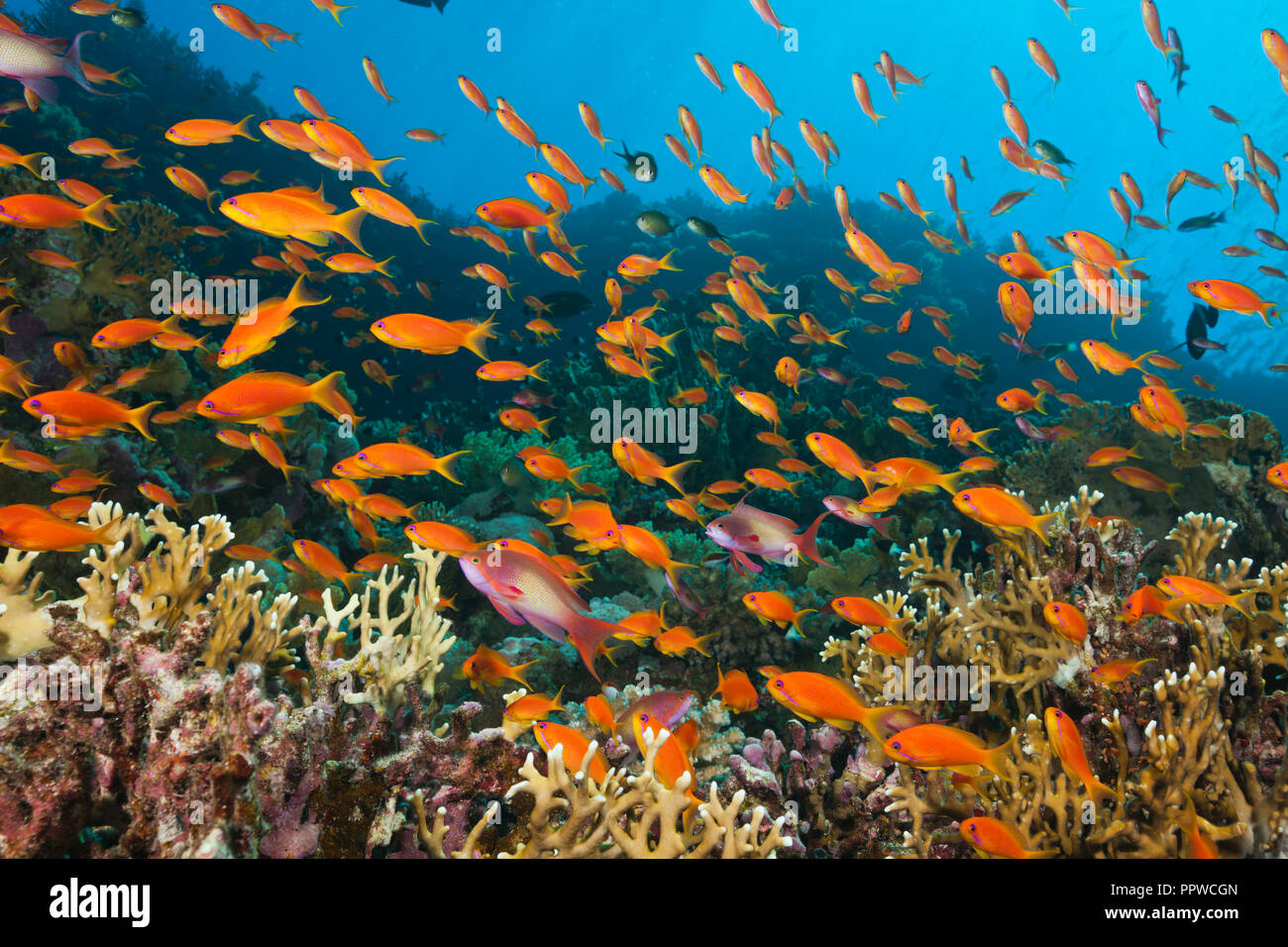 Lyretail Anthias over Coral Reef, Pseudanthias squamipinnis, Brother Islands, Red Sea, Egypt Stock Photo