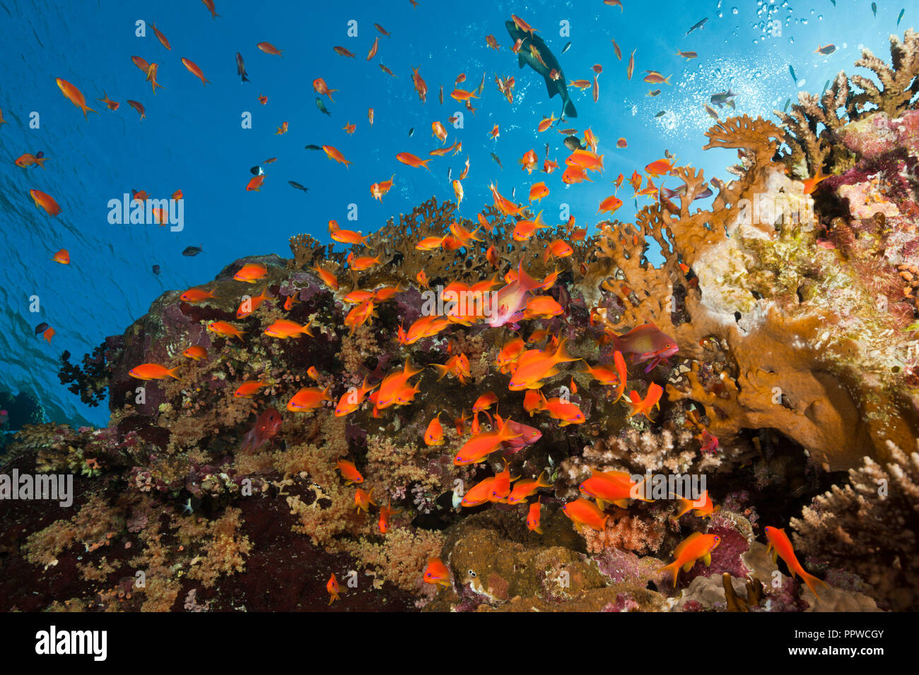Lyretail Anthias over Coral Reef, Pseudanthias squamipinnis, Brother Islands, Red Sea, Egypt Stock Photo