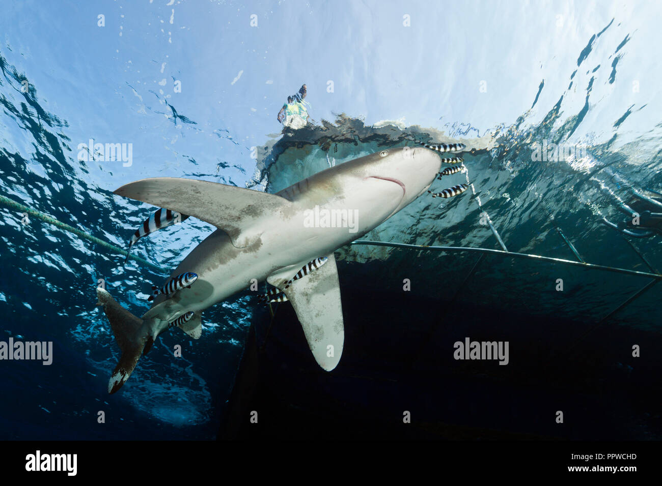Oceanic Whitetip Shark below Liveaboard, Carcharhinus longimanus, Brother Islands, Red Sea, Egypt Stock Photo