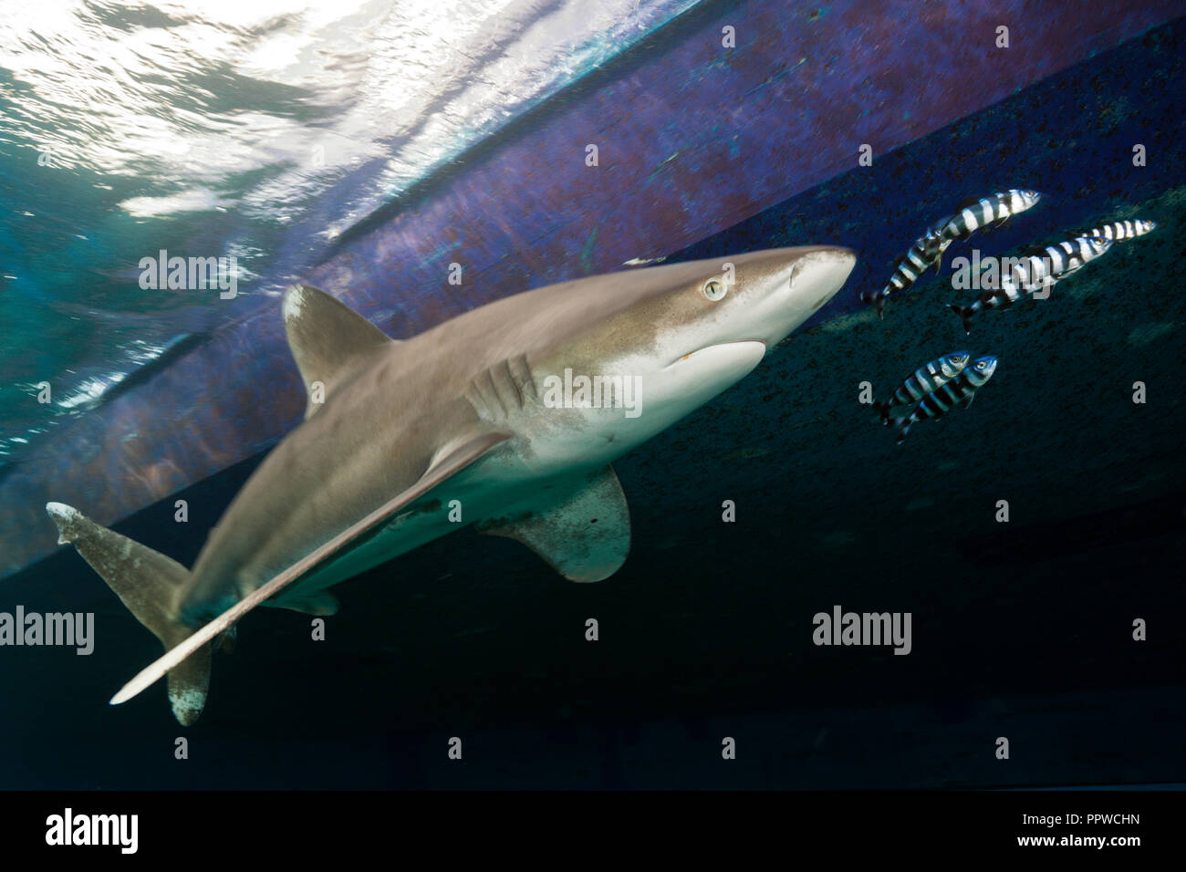 Oceanic Whitetip Shark below Liveaboard, Carcharhinus longimanus, Brother Islands, Red Sea, Egypt Stock Photo