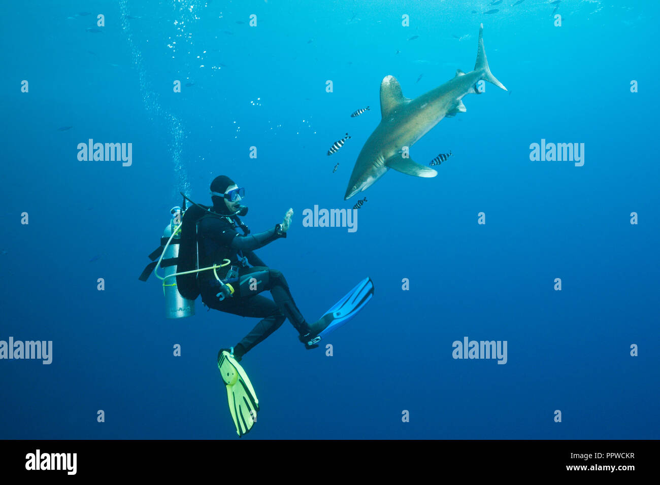 Scuba Diver and Oceanic Whitetip Shark, Carcharhinus longimanus, Brother Islands, Red Sea, Egypt Stock Photo