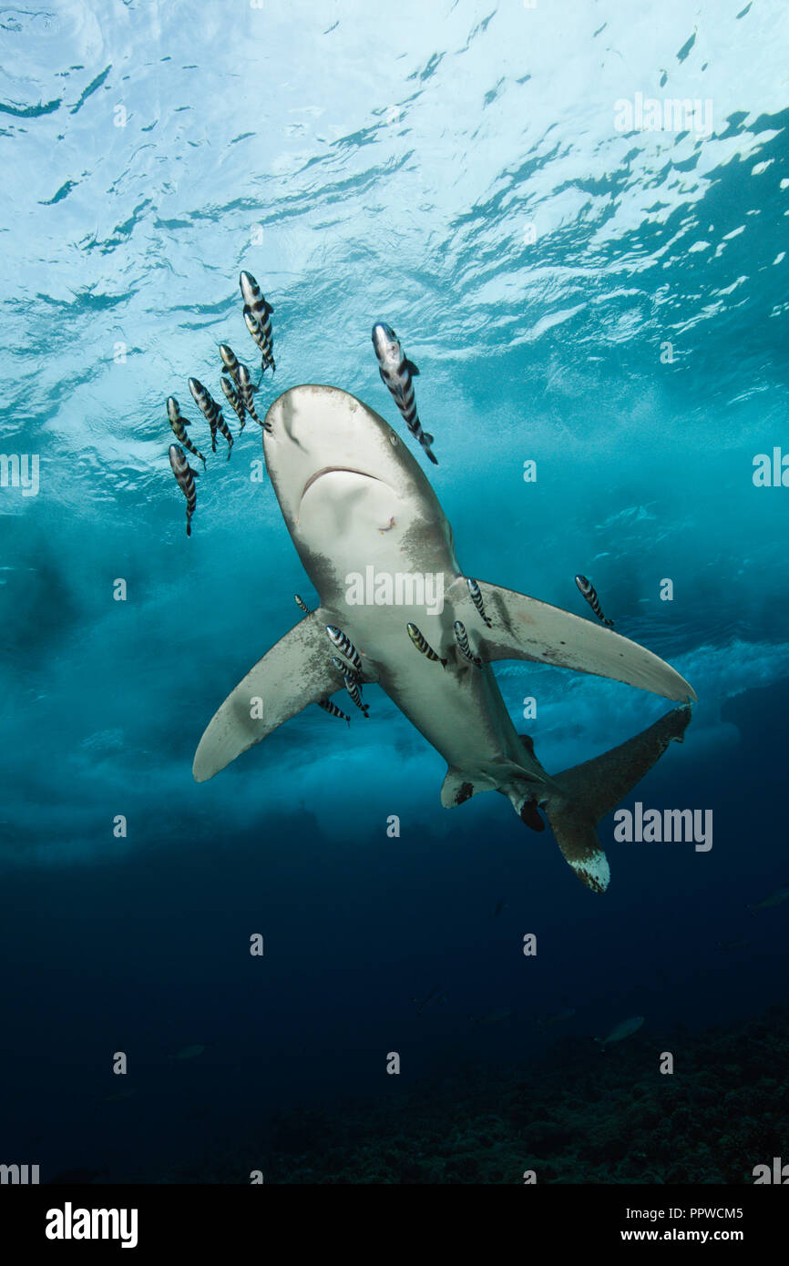 Oceanic Whitetip Shark, Carcharhinus longimanus, Brother Islands, Red Sea, Egypt Stock Photo