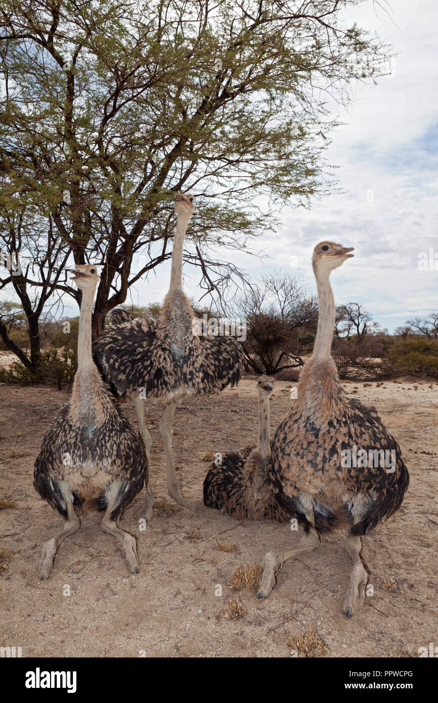 Group of South African Ostrich, Struthio camelus australis, Spitzkoppe, Namibia Stock Photo