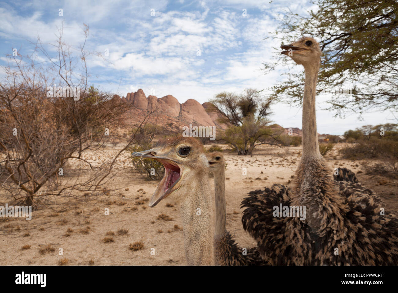 South African Ostrich, Struthio camelus australis, Spitzkoppe, Namibia Stock Photo