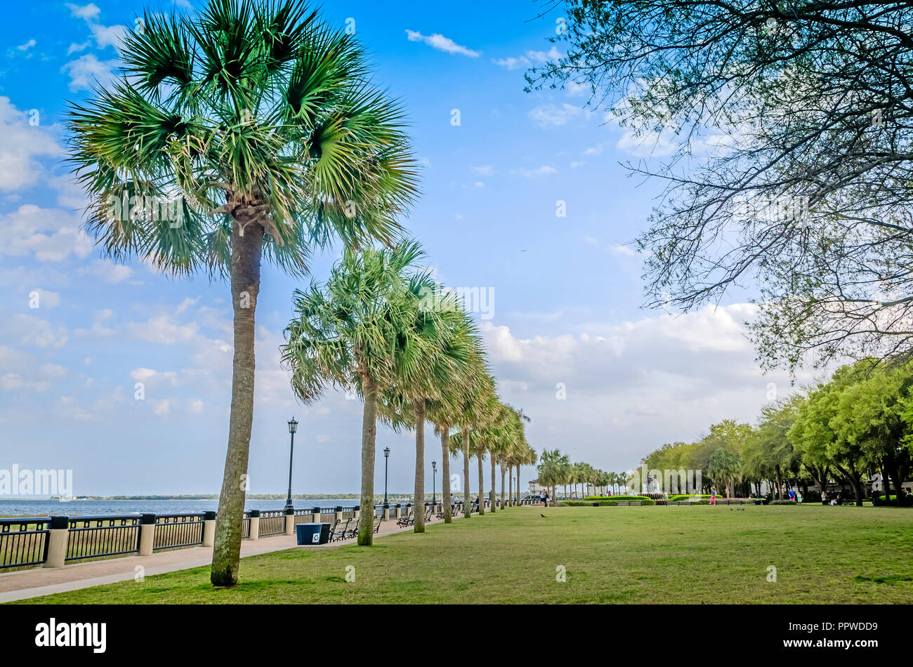 Palm trees line the sidewalk of the great lawn, April 5, 2015, at Waterfront Park in Charleston