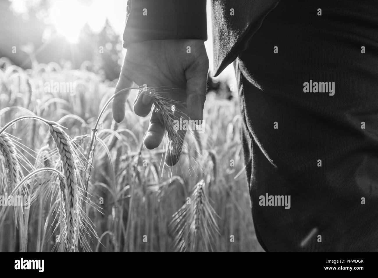 Black and white image of businessman holding ripening ear of wheat growing in summer field. Stock Photo