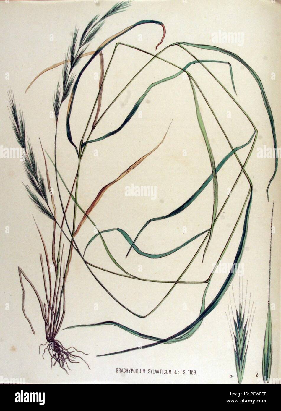 Brachypodium sylvaticum — Flora Batava — Volume v15. Stock Photo