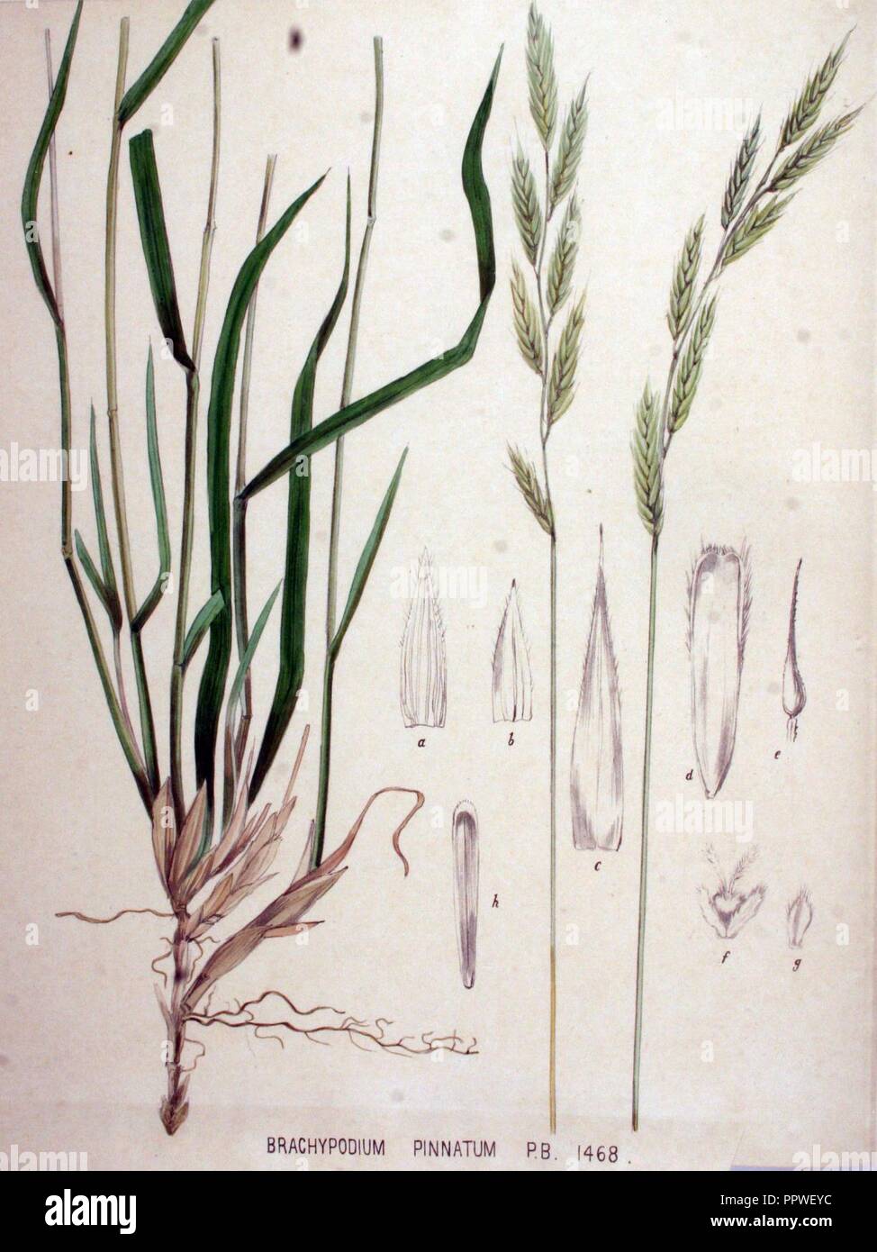 Brachypodium pinnatum — Flora Batava — Volume v19. Stock Photo
