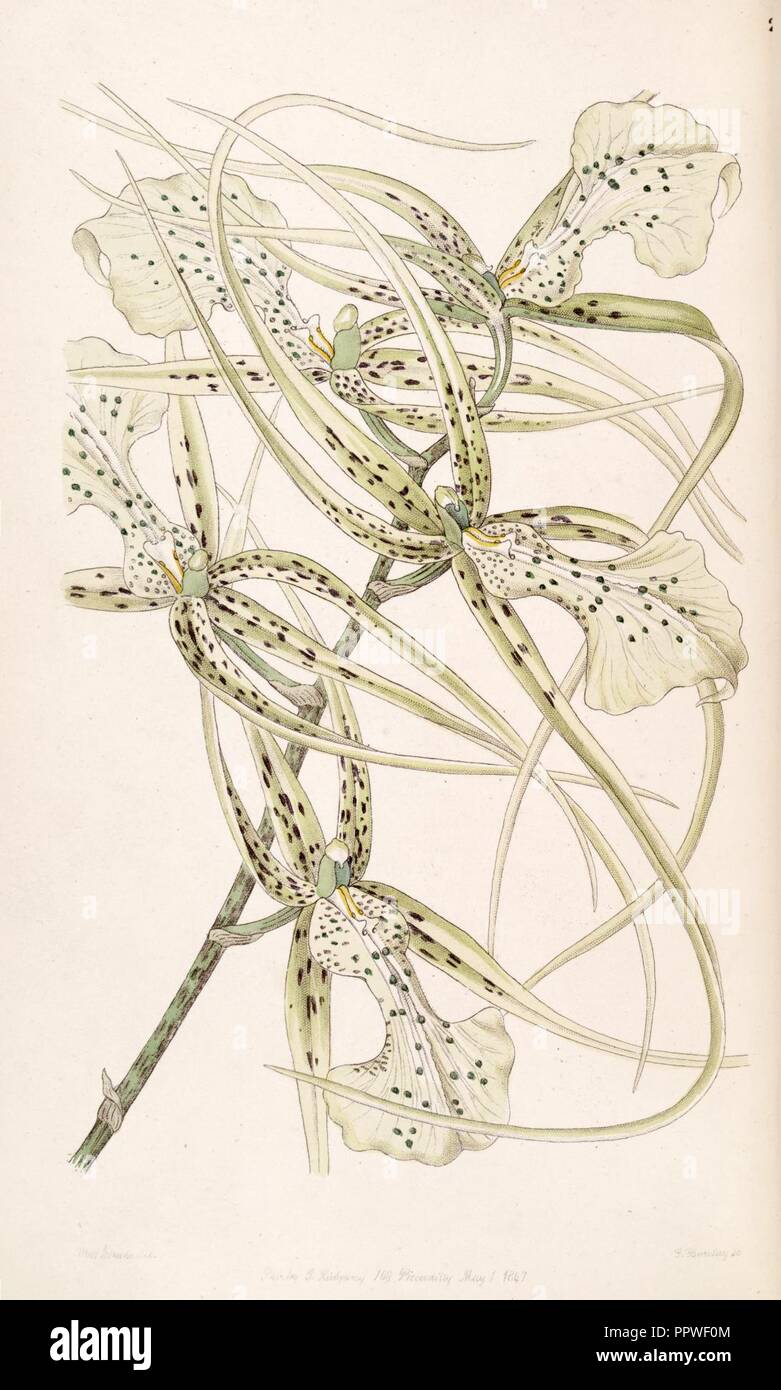 Brassia verrucosa (as Brassia brachiata) - Edwards vol 33 (NS 10) pl 29 (1847). Stock Photo