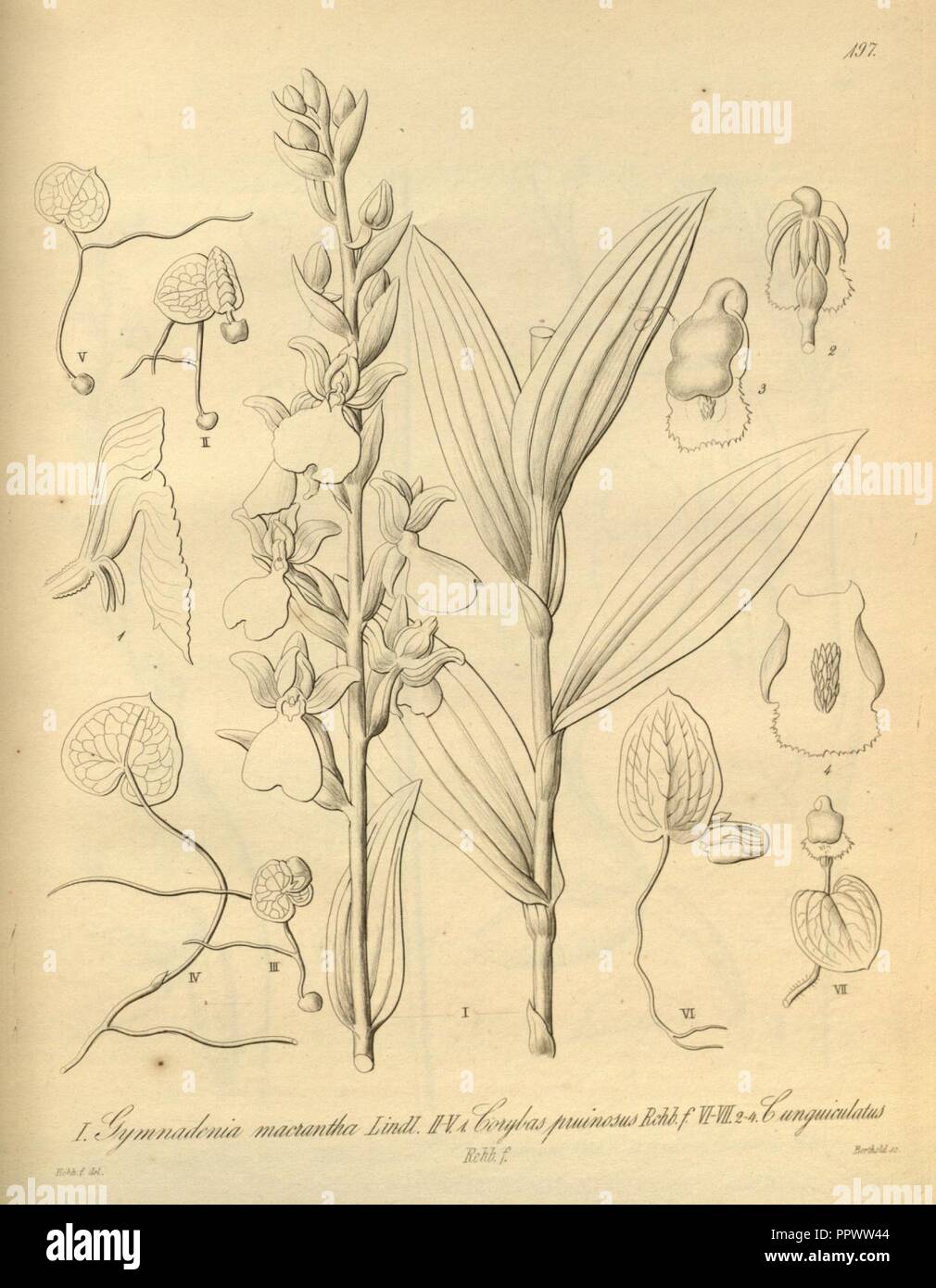 Brachycorythis macrantha (as Gymnadenia macrantha) - Corybas pruinosus - Corybas unguiculatus - Xenia 2 pl 197. Stock Photo