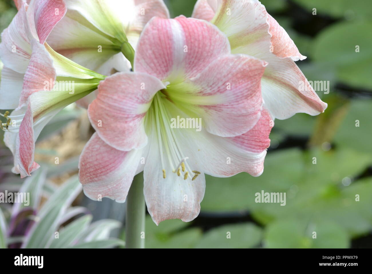 Dow gardens greenhouse hires stock photography and images Alamy