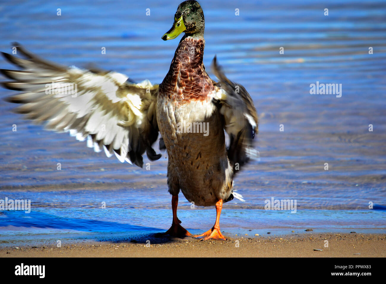 This is a photo of a duck drying its wings taken on the shore of Lake Leelanau in Michigan Stock Photo