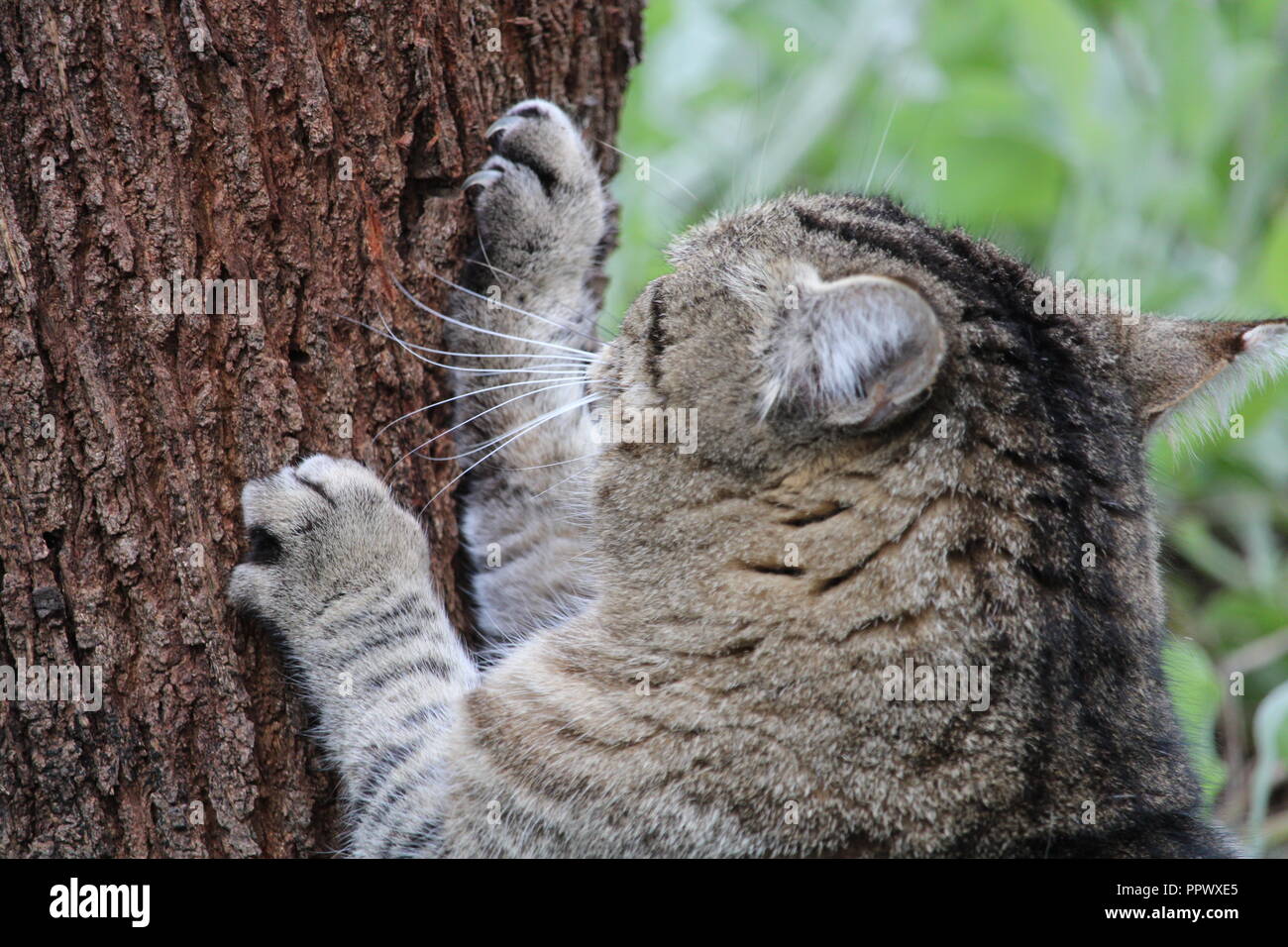 Tabby Cat scratching tree Stock Photo - Alamy