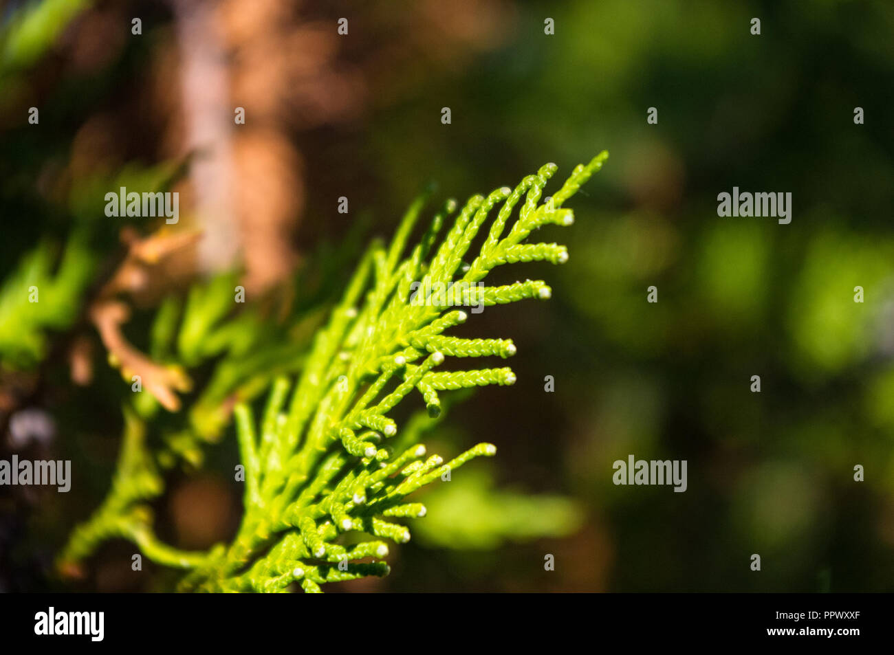 Incense cedar tree Calocedrus decurrens branch close up. Thuja cones
