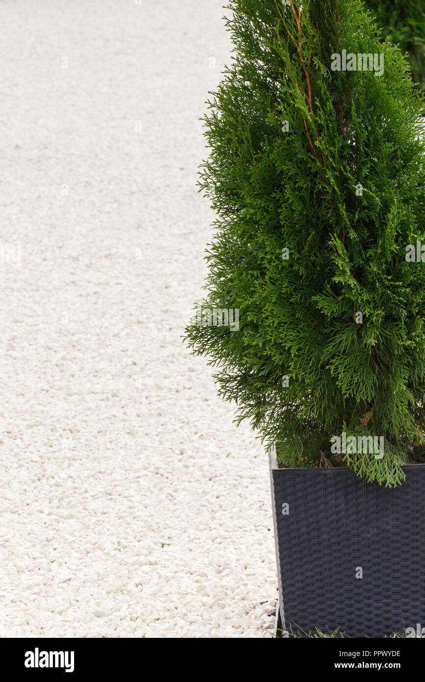 Green thuja and footpath or sidewalk made of small white stones Stock Photo