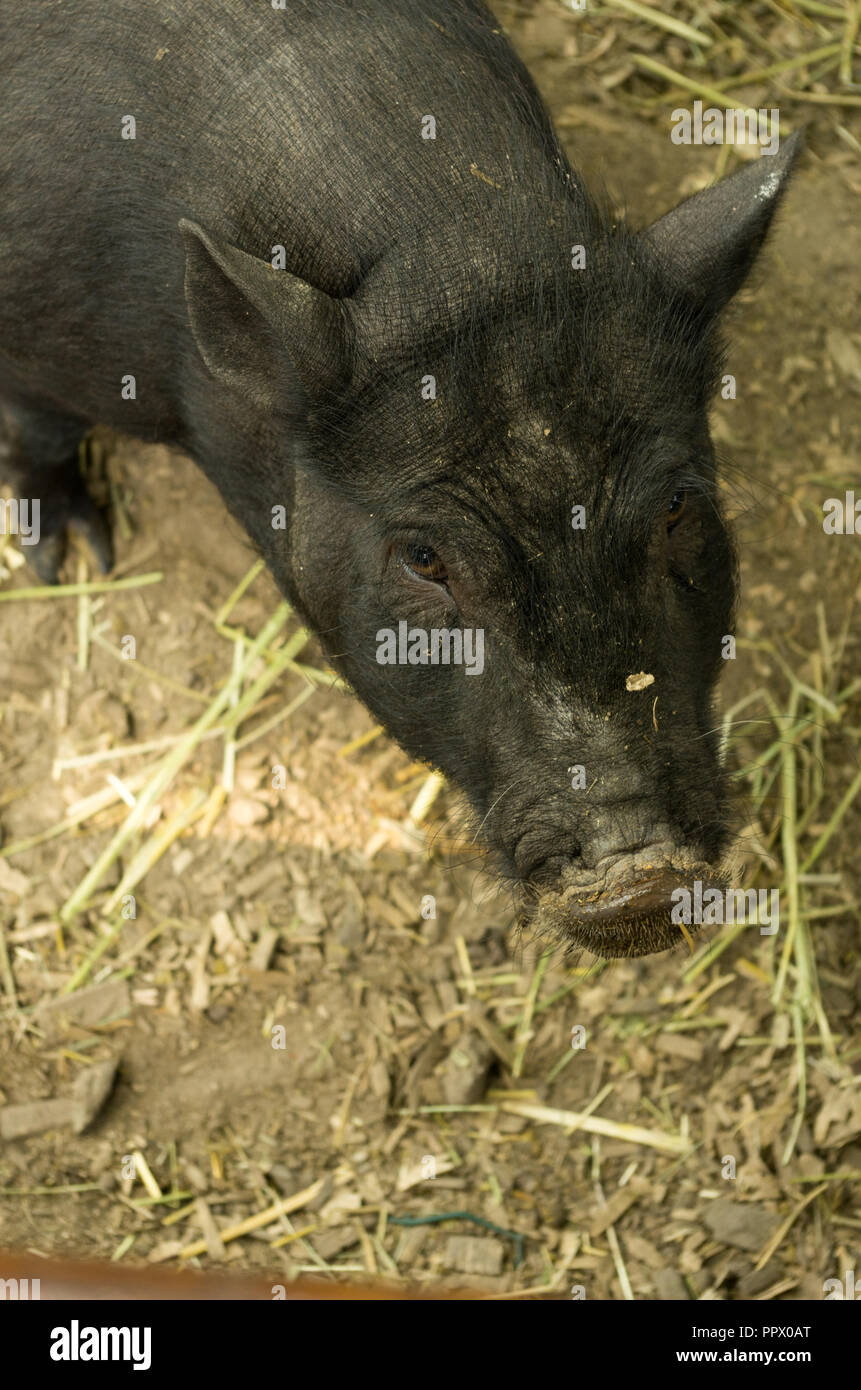 Evil Pig High Resolution Stock Photography And Images Alamy